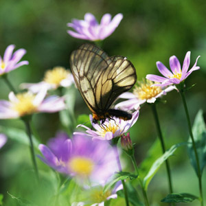 fotos-naturaleza-mariposas-p